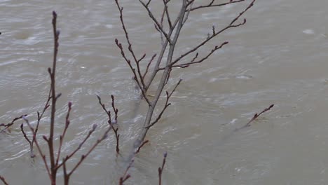 Ramas-Colgando-En-El-Río-Severn-Durante-Una-Inundación.