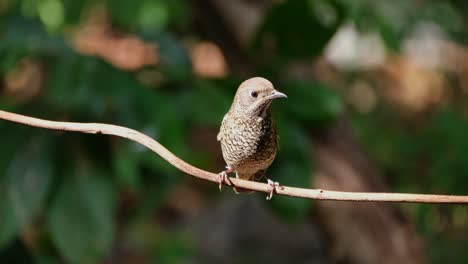 Looking-to-the-right-while-perched-on-a-small-vine,-White-throated-Rock-Thrush-Monticola-gularis,-Thailand