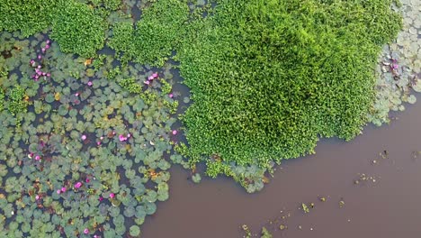 Water-lily-blooming,-River-side-Water-lily-in-the-stream,-,-,mangrove-forest-inland-water-body,-Beautiful-aerial-shot,-group,-Blossom-,-field,-Top,-Water-lily-Grows-with-mosses-and-grasses
