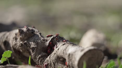 Red-plant-bugs-crawling-on-a-fallen-branch