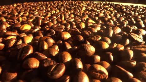 Close-up-of-seeds-of-coffee