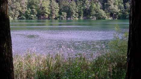 View-of-the-rippled-water-of-the-lake-Montiggl---Monticolo,-Eppan---Appiano,-South-Tyrol,-Italy,-reeds-and-trees