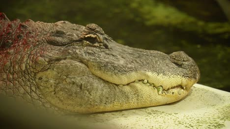 Close-up-nile-crocodile-head,-resting-next-to-pond-in-reptile-park