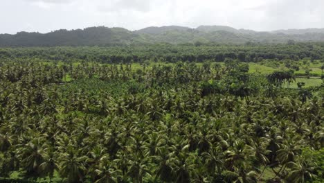 Luftaufnahme-Der-Tropischen-Landschaft-Rund-Um-Die-Kleinstadt-El-Limón-Auf-Der-Halbinsel-Samaná-In-Der-Dominikanischen-Republik