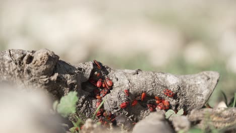 Deraeocoris-plant-bugs-crawling-on-a-fallen-piece-of-wood