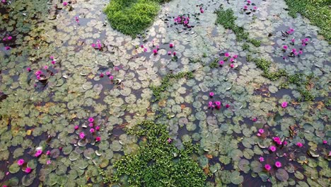 Water-lily-Grows-with-mosses-and-grasses,Water-lily-blooming,-River-side-Water-lily-in-the-stream,-,-,mangrove-forest-inland-water-body,-Beautiful-aerial-shot,-group,-Blossom-,-field,-Top
