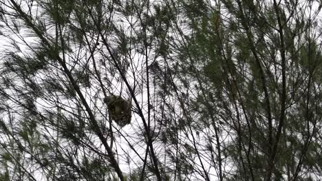 A-group-of-weaver-bird-nest-hanging-on-tree-in-the-forest