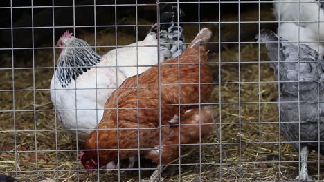 Small-flock-of-chickens-in-wire-covered-run