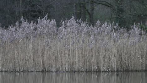 Reeds-growing-at-edge-of-lake.-Staffordshire.-UK