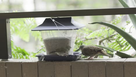 ruddy-ground-dove-sharing-bird-feeder-food-with-a-house-wren-bird-meanwhile-splashing-the-food-all-over-the-place