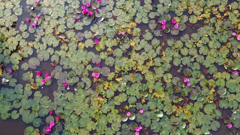 Water-lily-blooming,-River-side-Water-lily-in-the-stream,-,-,mangrove-forest-inland-water-body,-Beautiful-aerial-shot,-group,-Blossom-,-field,-Top,-Water-lily-Grows-with-mosses-and-grasses
