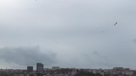 Gaviotas-Volando-Sobre-El-Horizonte-De-Oporto-En-Un-Día-Nublado
