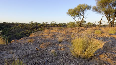 Native-grasses-in-the-breeze-in-Australian-outback-during-sunrise