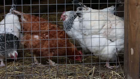 Chickens-in-wire-mesh-covered-run.-UK