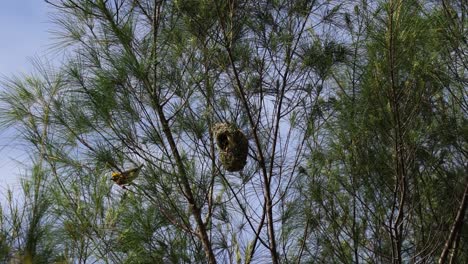 A-group-of-Streaked-Weaver-perched-on-the-Nest-in-the-forest-with-blue-sky