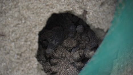 Babyschildkröte-Schlüpft-Aus-Eiern-Im-Strandsand