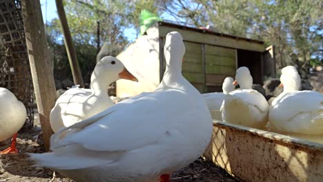 Low-angle-close-up-view-of-white-ducks-at-farm