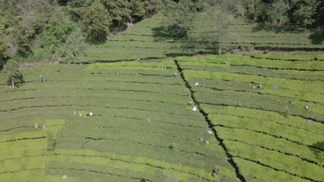 Aerial-view-of-farmers-are-harvesting-fresh-tea-leaves