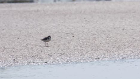 Seen-running-to-the-right-on-the-salt-pan-hardened-mudflat,-Spoon-billed-Sandpiper-Calidris-pygmaea,-Thailand