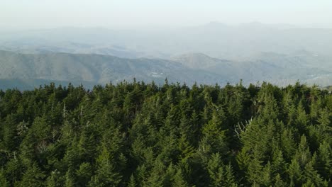 Immergrüner-Wald-In-Großer-Höhe-Mit-Weit-Entfernten,-Dunstigen-Bergen-Im-Hintergrund-In-North-Carolina