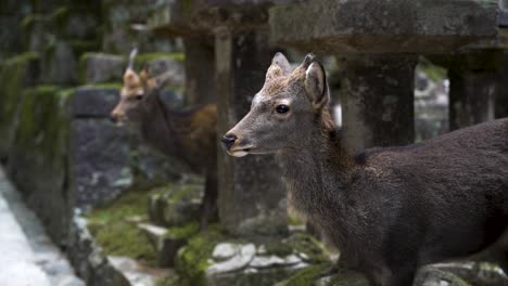 Japanese-sika-Northern-spotted-deer-up-close-in-slow-motion