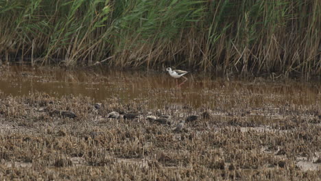 Common-starlings-and-Stilt-Walker-in-swamp.