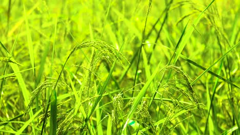Reispflanze-Produziert-Körner-Im-Grünen-Reisfeld