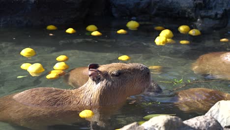 Niedliche-Capybara-Tiere,-Die-Im-Wasserbad-Auf-Holzstäbchen-Fressen