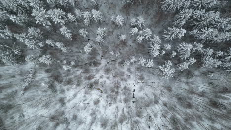 Frosted,-snowy-forest-trees---straight-down-bird's-eye-view