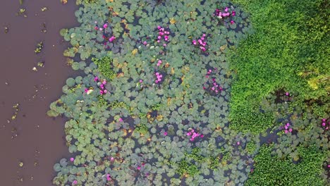 Water-lily-blooming,-River-side-Water-lily-in-the-stream-,mangrove-forest-inland-water-body,-Water-lily-Grows-with-mosses-and-grasses,-Beautiful-aerial-shot,-group,-Blossom-,-field,-Top