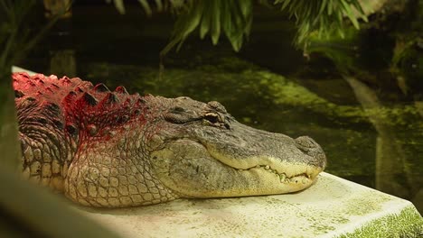 Nile-crocodile-resting-next-to-pond-in-reptile-zoological-park