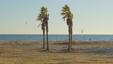 Canopy-of-palm-trees-on-deserted-beach-with-kites-soaring-near-azure-ocean-on-balmy-summer-day