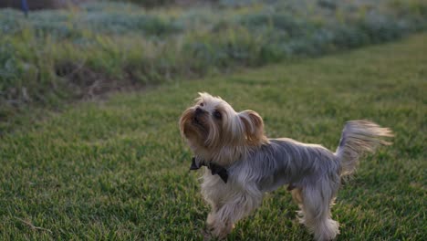 Un-Pequeño-Terrier-Saltando-Y-Ladrando-En-La-Hierba,-Mientras-Llevaba-Una-Pajarita-Negra