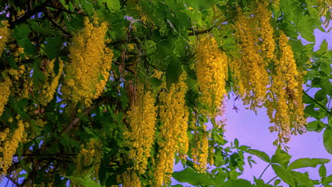 Goldene-Kettenblüten-Blühen-In-Einem-Baum---Nahaufnahme-Im-Zeitraffer