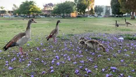 geese-eating-food-from-grass