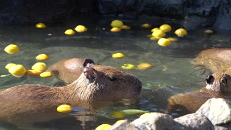 Niedlicher-Wasserschwein,-Der-Ein-Bad-In-Der-Heißen-Yuzu-Quelle-In-Japan-Genießt