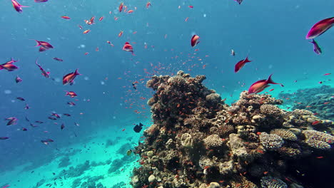 Colorful-tropical-fish-in-the-Red-Sea-off-the-coast-of-Egypt