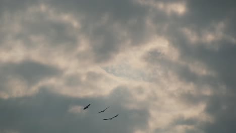 Silhouette-Eines-Schwarms-Schwarzer-Vögel,-Der-In-Der-Abenddämmerung-Unter-Einem-Bewölkten-Himmel-Fliegt