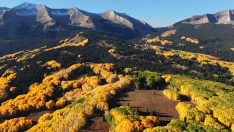 Stunning-bright-sunny-sunrise-morning-autumn-Aspen-Tree-fall-golden-yellow-colors-Kebler-Pass-aerial-cinematic-drone-Crested-Butte-Gunnison-Colorado-Rocky-Mountains-landscape-slowly-forward-up-reveal