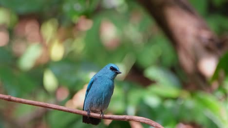 Camera-zooms-out-and-slides-to-the-left-revealing-this-beautiful-blue-bird-on-a-vine,-Verditer-Flycatcher-Eumyias-thalassinus,-Thailand