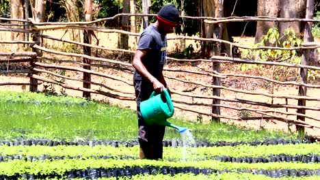 Green-environmental-conservation--young-africa-men-planting-trees-in-nursery