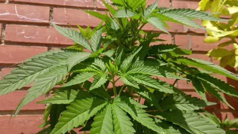 Cannavis-sativa-plant,-medical-marihuana