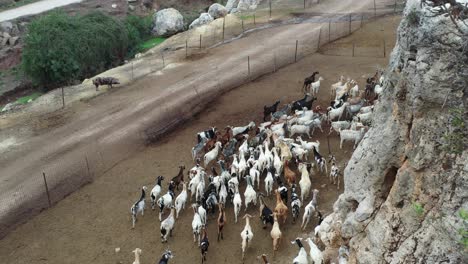 A-large-group-of-goats-move-together-alongside-a-mountain-in-Greece