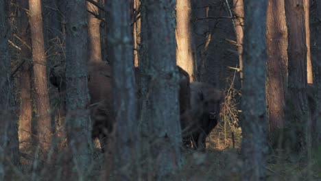 Wild-Bison-In-The-Forest,-European-Bison-,-Poland