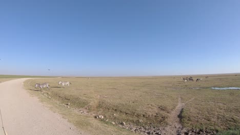 Manada-De-Cebras-Pastan-Y-Caminan-Cerca-De-La-Fuente-De-Agua-En-Los-Pastizales-De-Sabana,-Amboseli,-Kenia