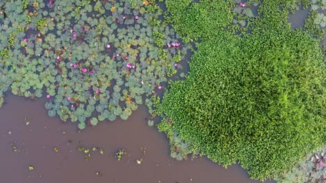 Water-lily-Grows-with-mosses-and-grasses,-Water-lily-blooming,-River-side-Water-lily-in-the-stream-,mangrove-forest-inland-water-body,-Beautiful-aerial-shot,-group,-Blossom-,-field,-Top
