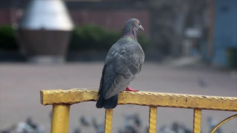 A-pigeon-on-a-railing-with-flocking-pigeons-in-the-background-in-Malaysia