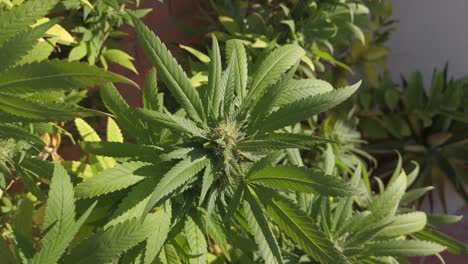 Mann-Entfernt-Getrocknete-Blätter-Einer-Marihuanapflanze