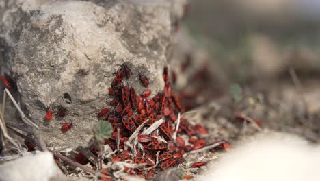 Close-up-of-deraeocoris-plant-bugs-crawling-on-a-fallen-piece-of-wood