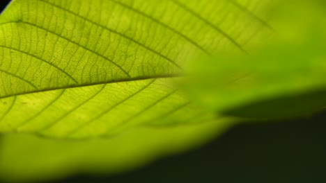 Wenn-Sonnenlicht-Auf-Die-Blätter-Trifft,-Beginnen-Die-Blätter-Mit-Der-Photosynthese